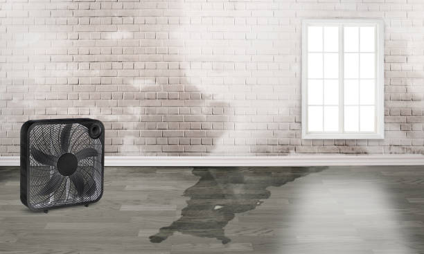 Best Basement water damage restoration  in Brewton, AL